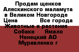 Продам щенков Аляскинского маламута в Великом Новгороде › Цена ­ 5 000 - Все города Животные и растения » Собаки   . Ямало-Ненецкий АО,Муравленко г.